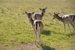 Foto: Rehe Rehe