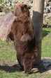Foto: Braunbär Braunbär