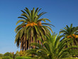 Palmen