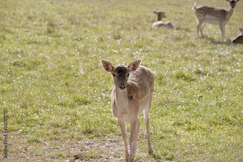 Foto: Rehe Rehe