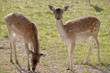 Foto: Rehe Rehe