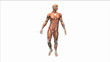 Video: 3d muscle man body 3d muscle man body