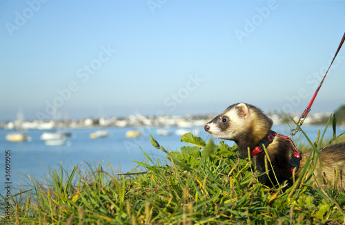 Photo: Ferret on the leash walking along the bank Ferret on the leash walking along the bank