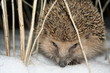 canvas print picture - Igel