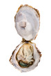 Opened oyster