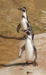 Photo en ligne au meilleur prix manchots