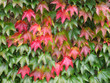 Photo: Wilder Wein - Virginia creeper - Parthenocissus quinquefolia Wilder Wein - Virginia creeper - Parthenocissus quinquefolia