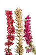 Erica Darleyensis Triebe in drei Farben