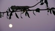 Camaleon con crepusculo