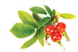 Dog rose