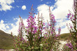 Paesaggio di montagna con fiori Paesaggio di montagna con fiori