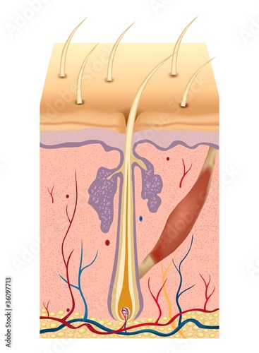 Vector: Human hair structure anatomy illustration. Vector Human hair structure anatomy illustration. Vector