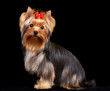 Yorkshire Terrier on black Yorkshire Terrier on black