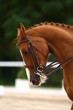 Photo: cheval au travail cheval au travail