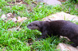 Oriental Small-Clawed Otter - Aonyx cinerea