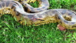 wild anaconda