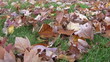 Wind blowing autumn leaves around on a grassy lawn Wind blowing autumn leaves around on a grassy lawn
