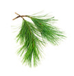 cedar branches on white cedar branches on white