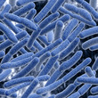 Bacteria.