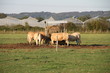 blondes d'Aquitaine blondes d'Aquitaine