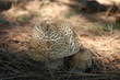 Deux champignons