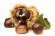 Chestnuts