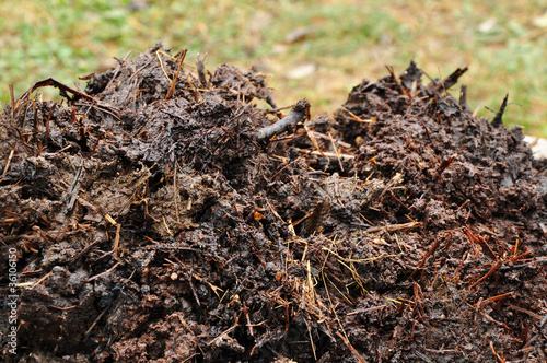 Photo: Dung, natural manure Dung, natural manure