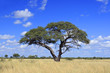African Acacia tree, Zimbabwe