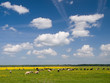 Herd of cows on field