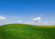 Green field of grass and yellow flowers