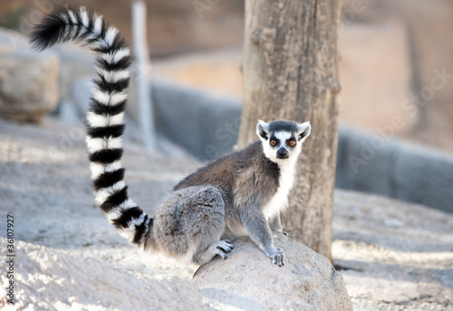Photo: Ring tailed Lemur sitting on a rock Ring tailed Lemur sitting on a rock