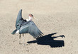 Marabou Stork with wings out Marabou Stork with wings out