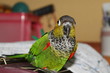 Cotorra pyrrhura Cotorra pyrrhura
