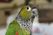 Cotorra pyrrhura Cotorra pyrrhura
