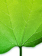 feuille verte
