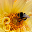 Hummel - Bombus