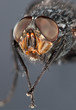 Foto: Fly close up Fly close up
