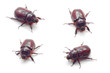 Photo: bugs bugs