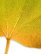 feuille jaune