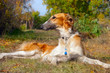 Russian wolfhound (borzoi) lying in autumn garden. Outdoors.