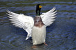 Ente in Bewegung