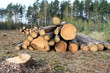 Deforestation