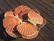 coquilles saint jacques