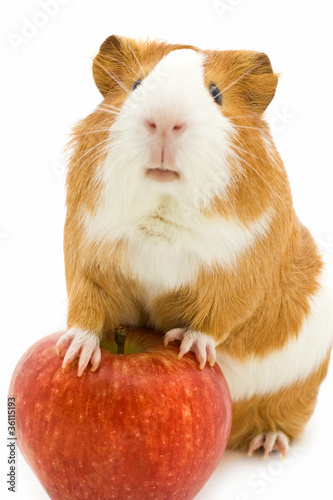 Photo: red and white guinea pig and red apple red and white guinea pig and red apple