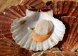 coquilles saint jacques