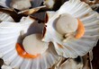 coquilles saint jacques