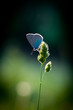Foto: Schmetterling im Gegenlicht Schmetterling im Gegenlicht