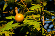 Quercia