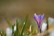 Foto: Krokus Krokus