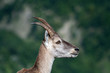 Portrait de cornu